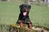 ROTTWEILER 574